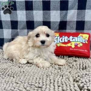 Carrie, Havanese Puppy