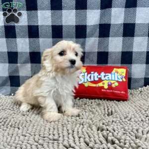 Carrie, Havanese Puppy