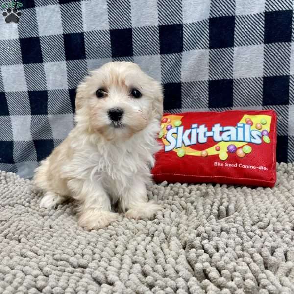 Carrie, Havanese Puppy