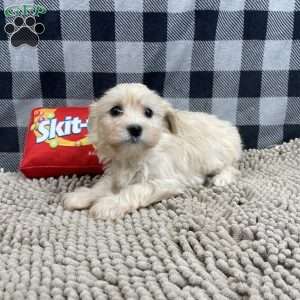 Carrie, Havanese Puppy