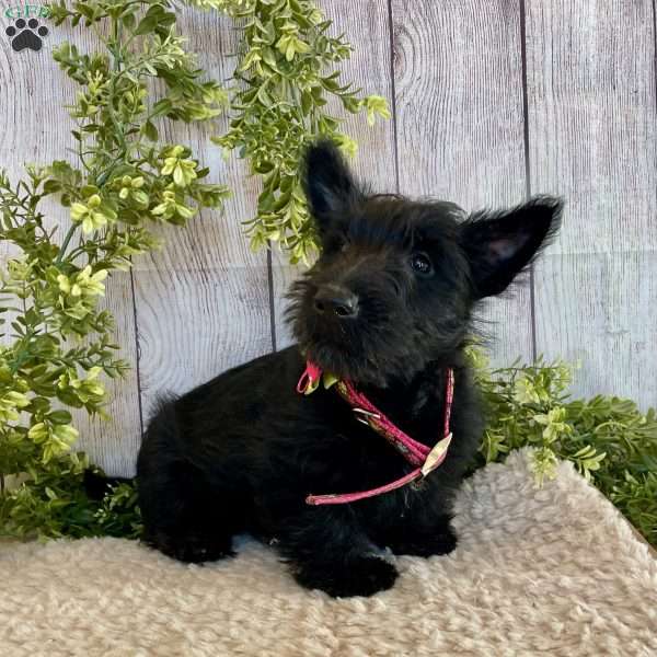 Annie, Scottish Terrier Puppy