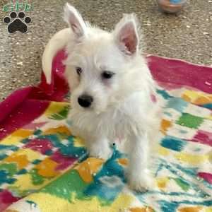 Lacey, West Highland Terrier Puppy