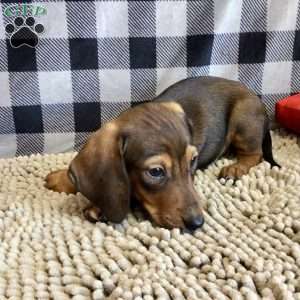 Norm, Dachshund Puppy