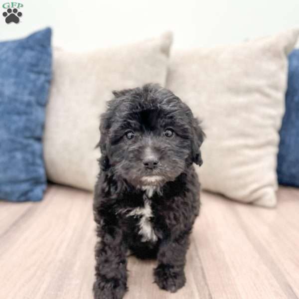 Chelby, Mini Labradoodle Puppy