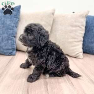 Chelby, Mini Labradoodle Puppy