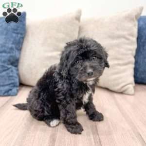 Chelby, Mini Labradoodle Puppy