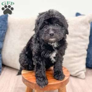 Chelby, Mini Labradoodle Puppy