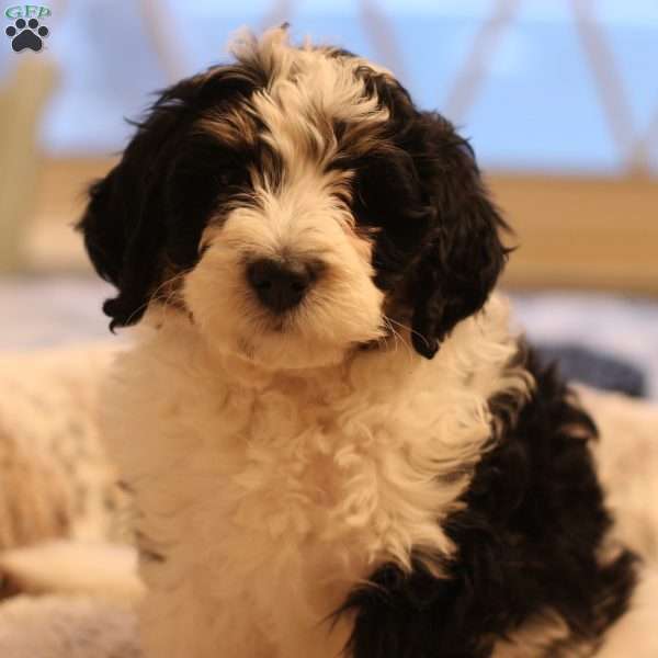 Helga, Mini Bernedoodle Puppy