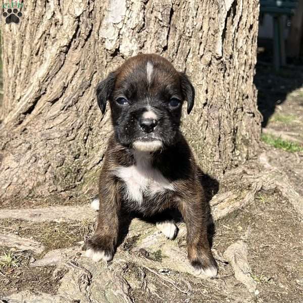 Ozzy, Boxer Puppy