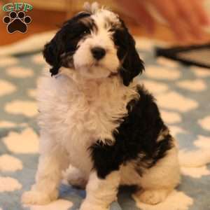 Helga, Mini Bernedoodle Puppy