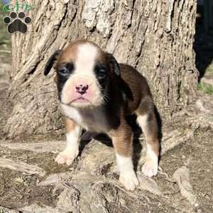 Owen, Boxer Puppy