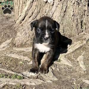 Oscar, Boxer Puppy