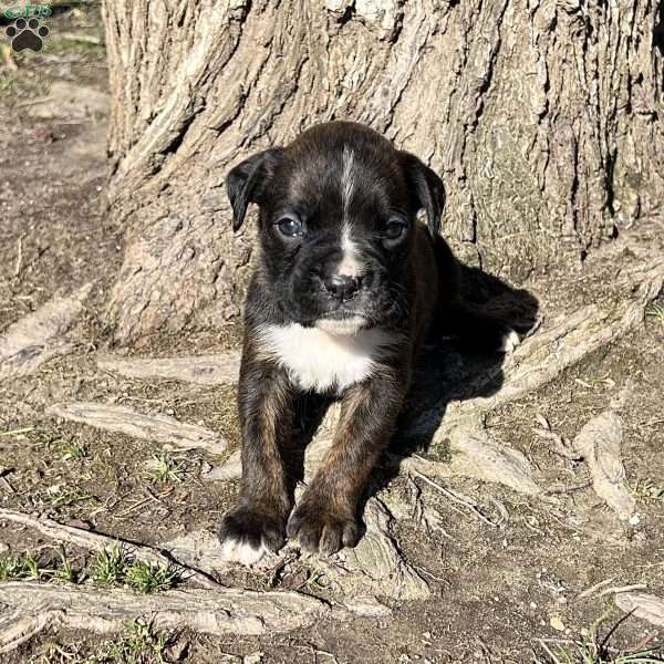 Oscar, Boxer Puppy