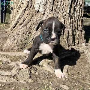 Onyx, Boxer Puppy