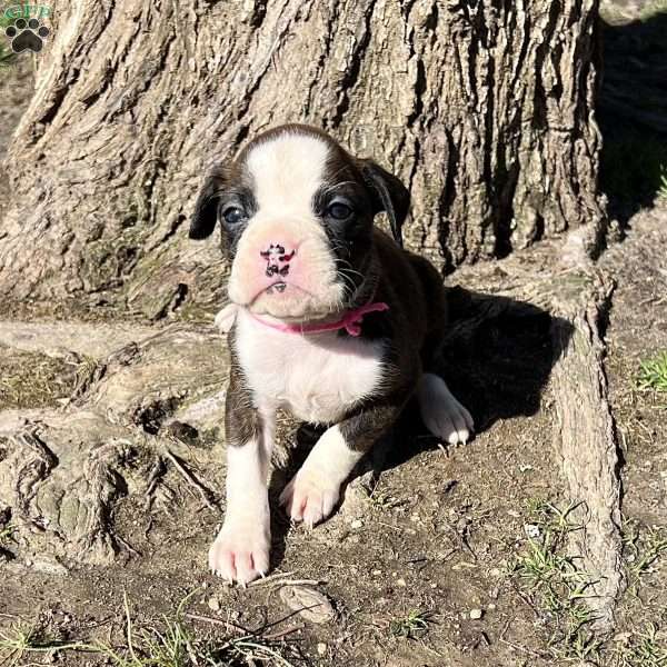 Olivia, Boxer Puppy