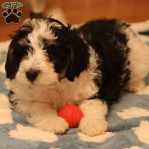 Helga, Mini Bernedoodle Puppy