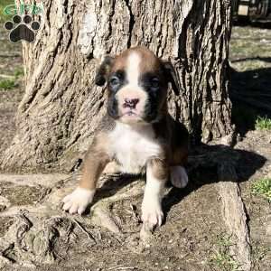 Orlando, Boxer Puppy