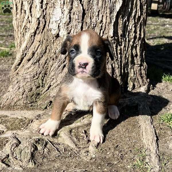 Orlando, Boxer Puppy