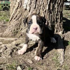 Odie, Boxer Puppy