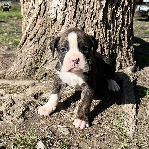 Odie, Boxer Puppy