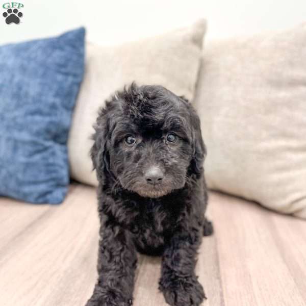 Chevy, Mini Labradoodle Puppy