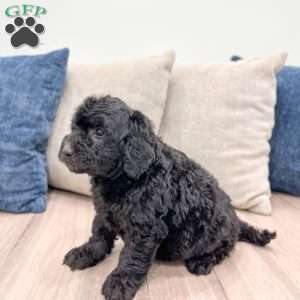 Chevy, Mini Labradoodle Puppy