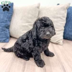 Chevy, Mini Labradoodle Puppy