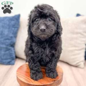 Chevy, Mini Labradoodle Puppy