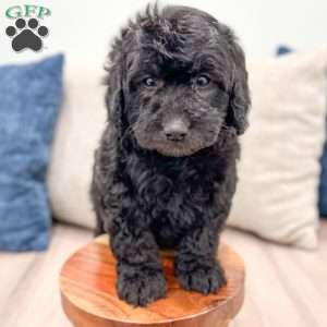 Chevy, Mini Labradoodle Puppy