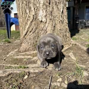 Peyton, Cane Corso Puppy