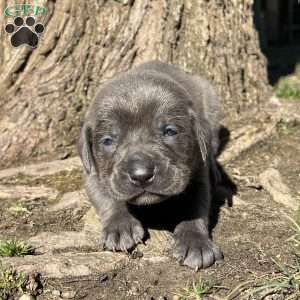 Peyton, Cane Corso Puppy