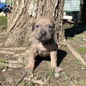 Peanut, Cane Corso Puppy