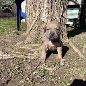 Peanut, Cane Corso Puppy