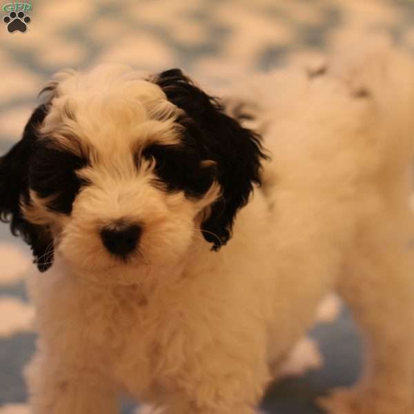 Three Lakes, Mini Bernedoodle Puppy