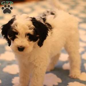 Three Lakes, Mini Bernedoodle Puppy