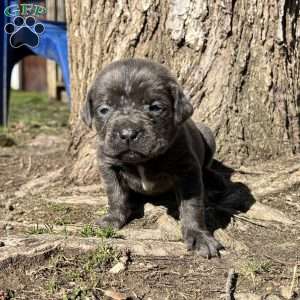 Prince, Cane Corso Puppy