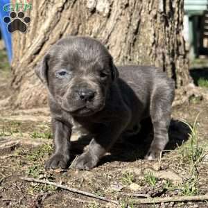 Phoenix, Cane Corso Puppy