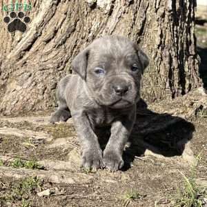 Parker, Cane Corso Puppy