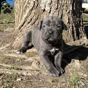 Phoebe, Cane Corso Puppy