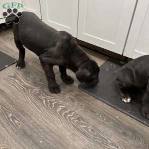 Stormie, Cane Corso Puppy