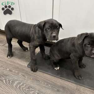 Stormie, Cane Corso Puppy