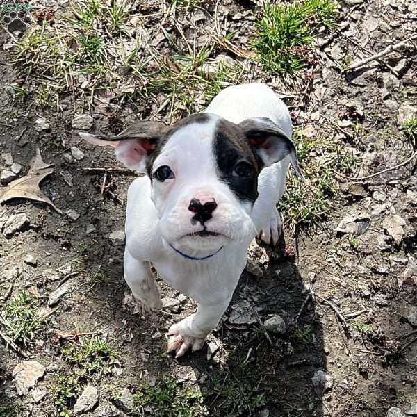 Noel, Boxer Puppy