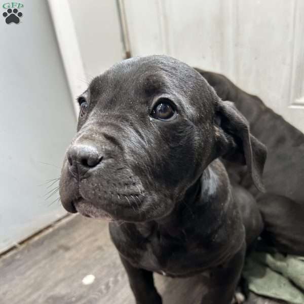 Stormie, Cane Corso Puppy