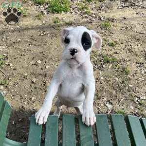 Neill, Boxer Puppy