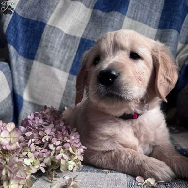 Levi, Golden Retriever Puppy