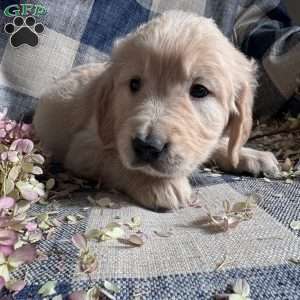 Elijah, Golden Retriever Puppy