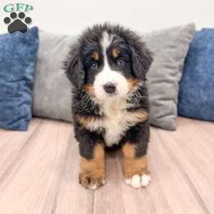 Archie, Bernese Mountain Dog Puppy