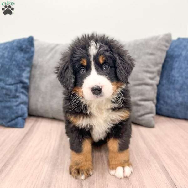 Archie, Bernese Mountain Dog Puppy