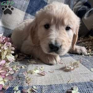 Elijah, Golden Retriever Puppy