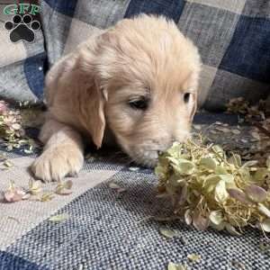 Elijah, Golden Retriever Puppy